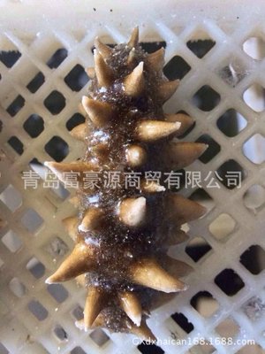 【現(xiàn)貨供應(yīng) 海參 即食刺參 海鮮水產(chǎn)品干海參 規(guī)格齊全 【圖】】價(jià)格,廠家,圖片,軟體類,青島富豪源商貿(mào)-